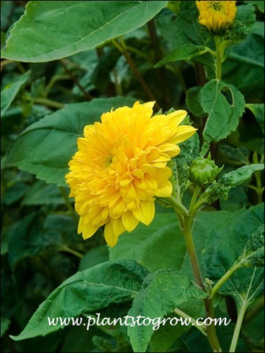 Nice green foliage with a 2.5 inch double yellow flower.